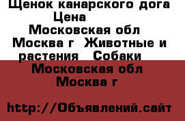 Щенок канарского дога. › Цена ­ 60 000 - Московская обл., Москва г. Животные и растения » Собаки   . Московская обл.,Москва г.